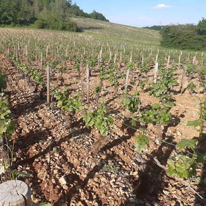 Expérience œnologique à Chassey-le-Camp