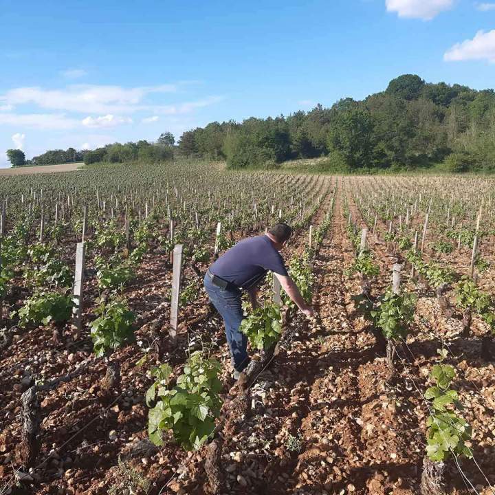 Balade dans les vignobles de Chassey-le-Camp