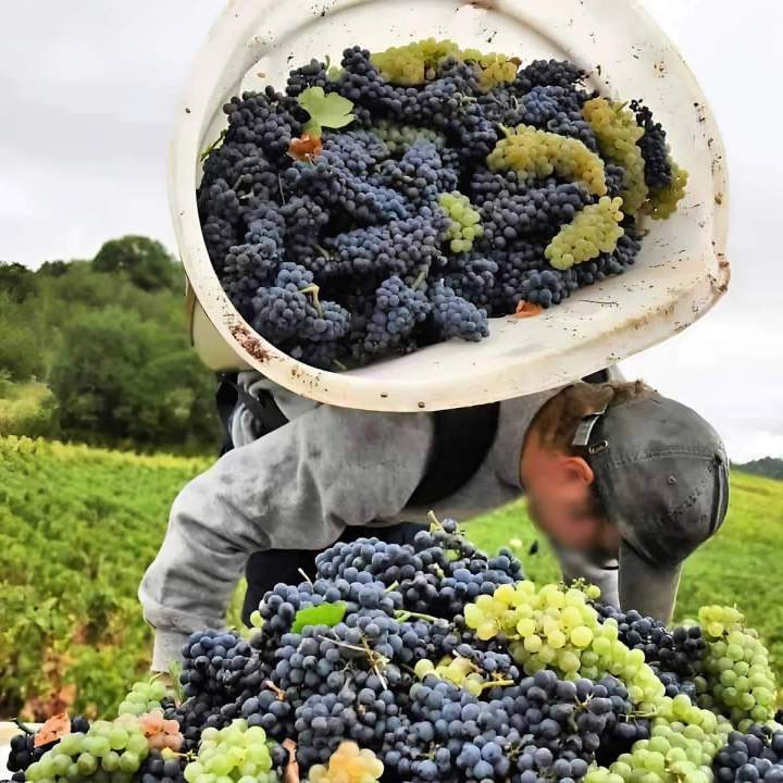 Producteur de vin à Chassey-le-Camp