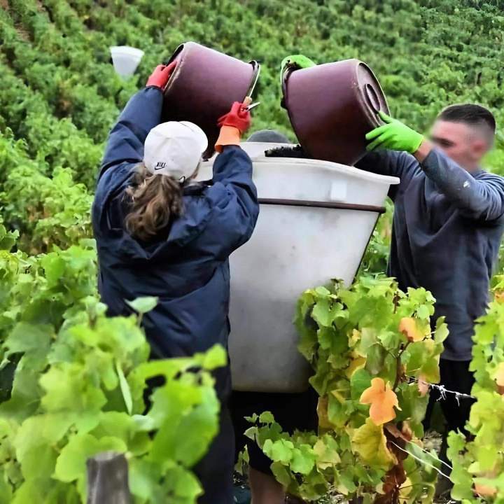 Exploitation viticole à Chassey-le-Camp
