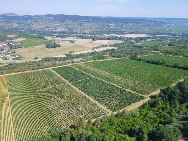 Producteur de vins - Chassey-le-Camp