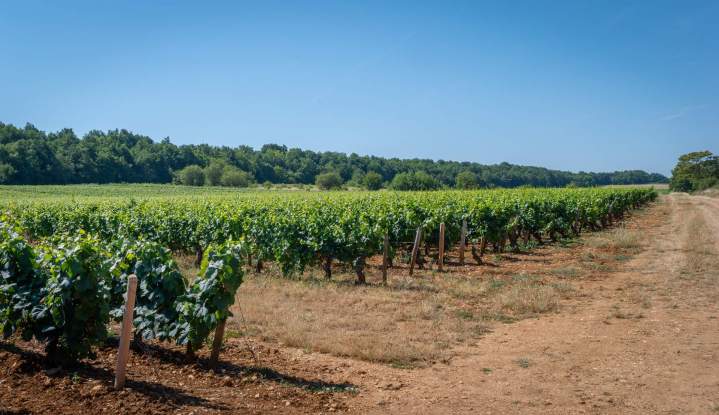 Visiter notre vignoble Chassey-le-Camp