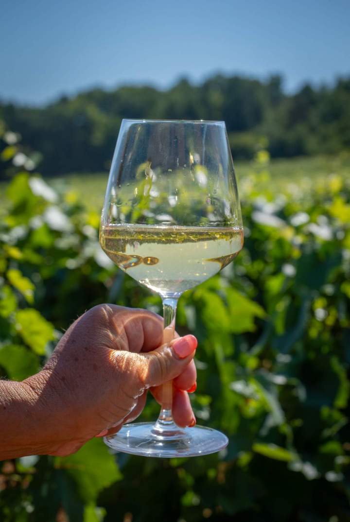 Dégustation de vin Chassey-le-Camp