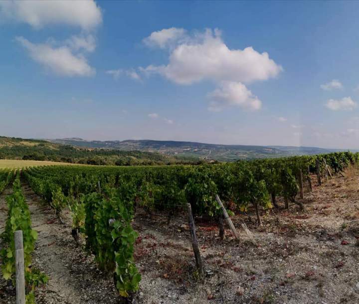 Visiter notre vignoble Chassey-le-Camp